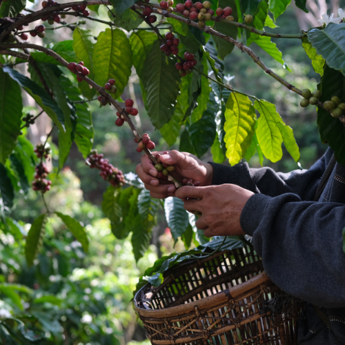 Limitierte Edition Single Origin Blend aus Kamerun