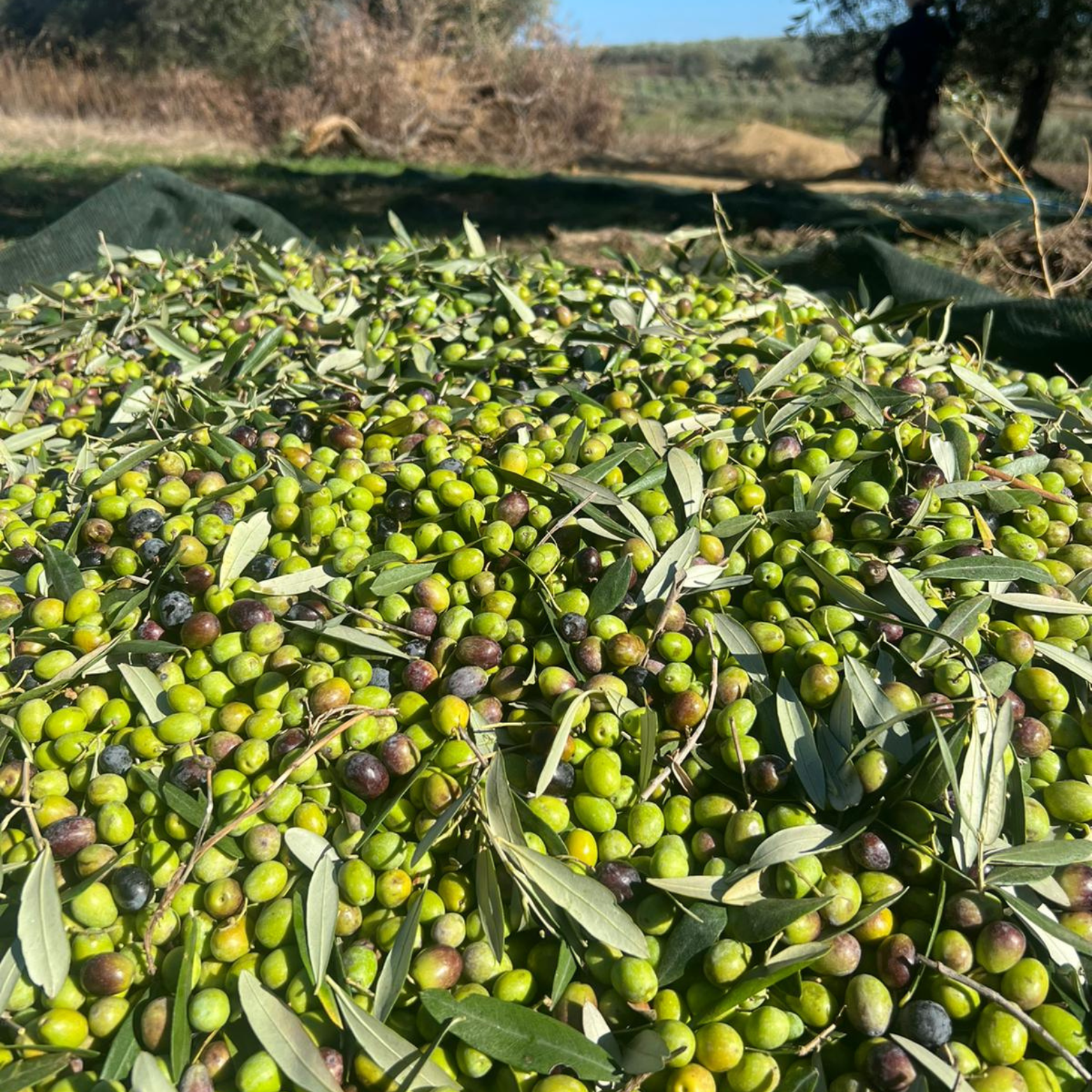 Anthony´s Gourmet Olive Taggiascha