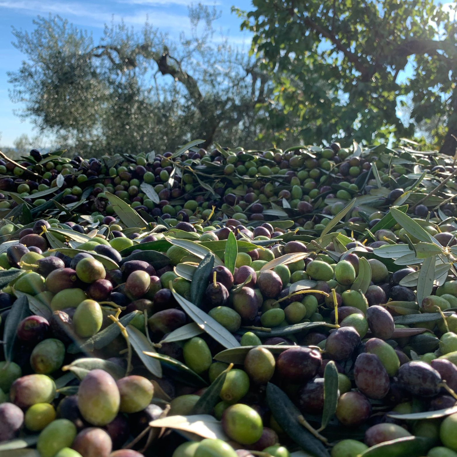 Anthony´s Gourmet Olivenöl