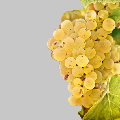 Bestheim Riesling „Rayon de Lune“