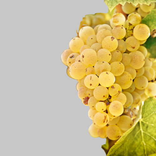Bestheim Riesling „Rayon de Lune“