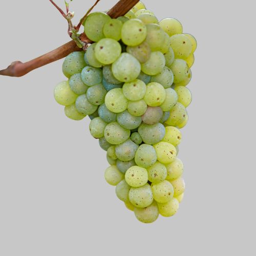 Wahrscheinlich Riesling feinherb Alte Reben