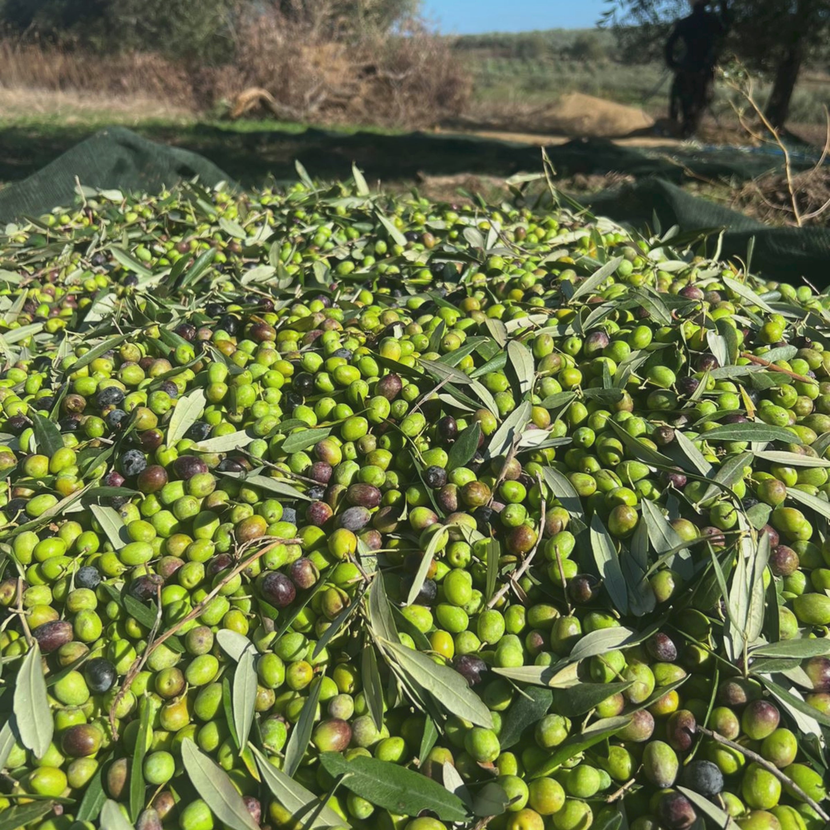 Video laden: Anthony´s Gourmet Olivenöl