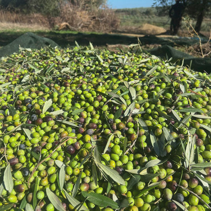 Anthony´s Gourmet Olivenöl